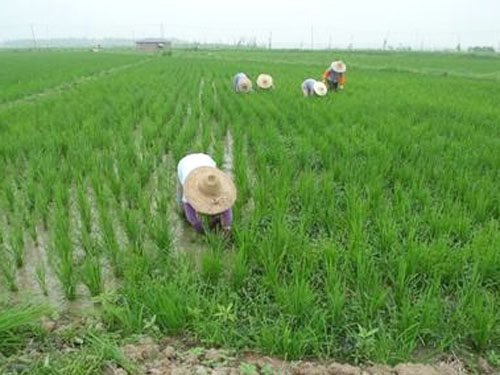 大米營養(yǎng)價(jià)值